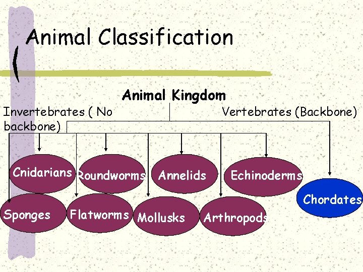 Animal Classification Invertebrates ( No backbone) Animal Kingdom Cnidarians Roundworms Sponges Vertebrates (Backbone) Annelids