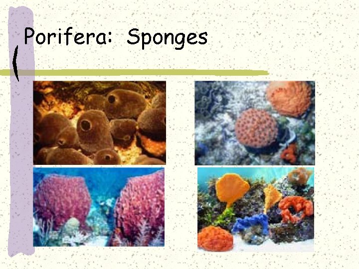 Porifera: Sponges 