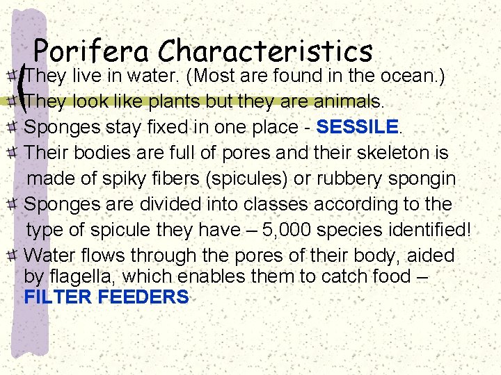 Porifera Characteristics They live in water. (Most are found in the ocean. ) They