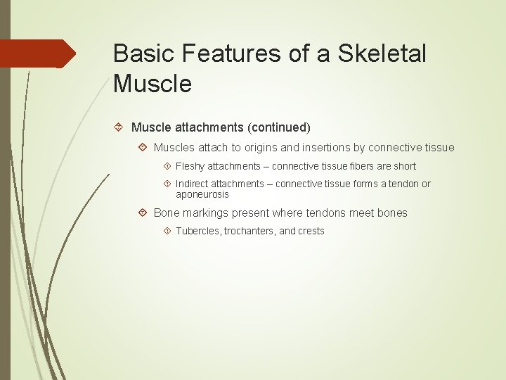 Basic Features of a Skeletal Muscle attachments (continued) Muscles attach to origins and insertions
