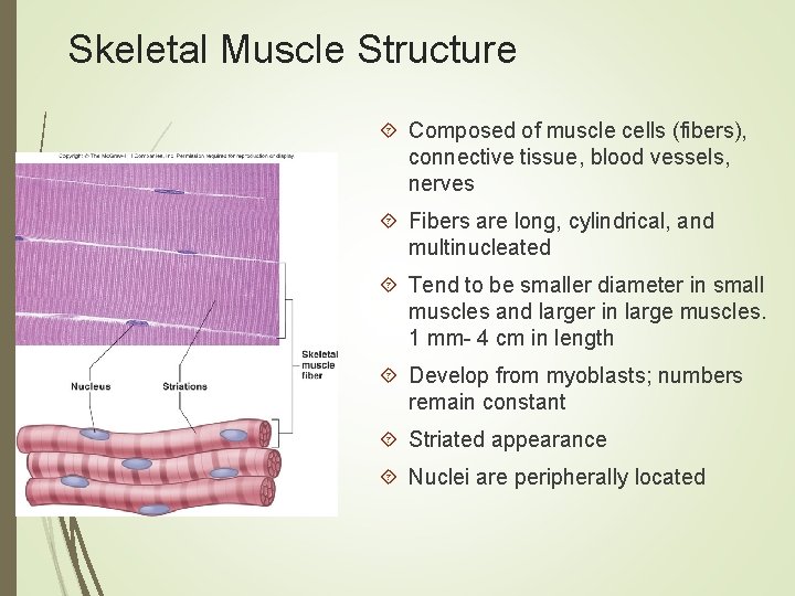 Skeletal Muscle Structure Composed of muscle cells (fibers), connective tissue, blood vessels, nerves Fibers