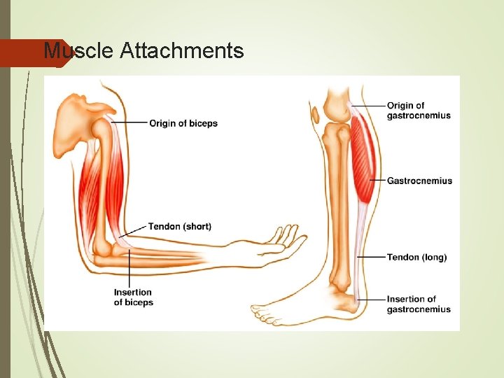 Muscle Attachments 