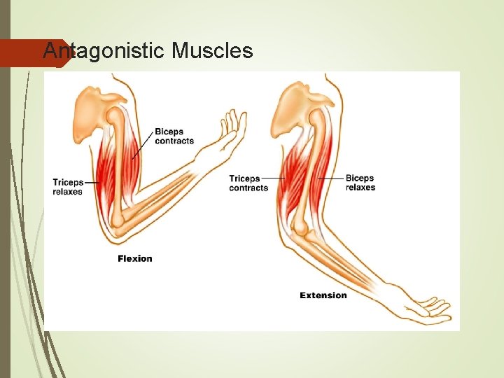 Antagonistic Muscles 