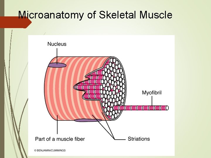Microanatomy of Skeletal Muscle 