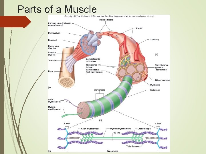 Parts of a Muscle 