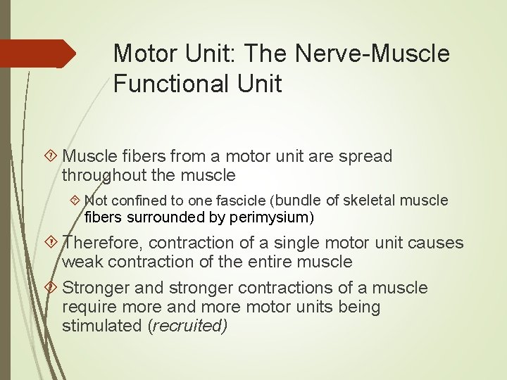 Motor Unit: The Nerve-Muscle Functional Unit Muscle fibers from a motor unit are spread
