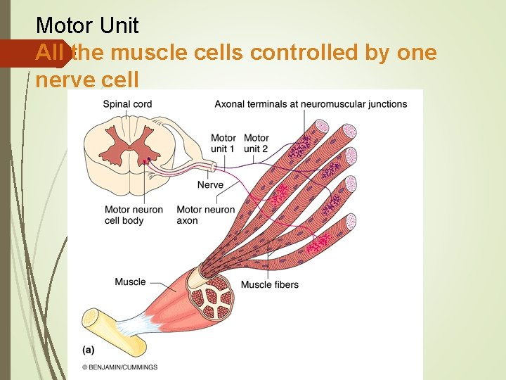 Motor Unit All the muscle cells controlled by one nerve cell 