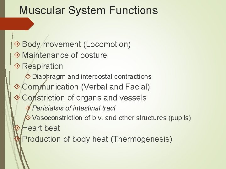 Muscular System Functions Body movement (Locomotion) Maintenance of posture Respiration Diaphragm and intercostal contractions
