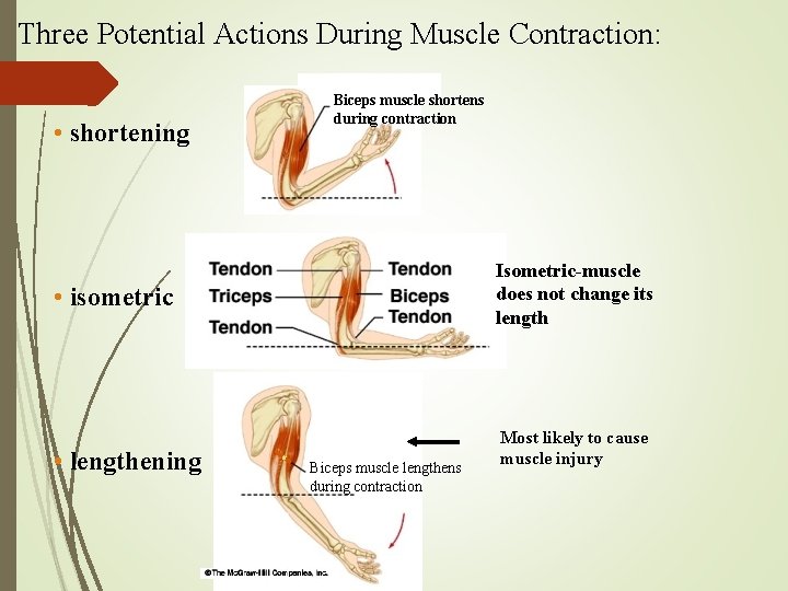 Three Potential Actions During Muscle Contraction: • shortening Biceps muscle shortens during contraction Isometric-muscle