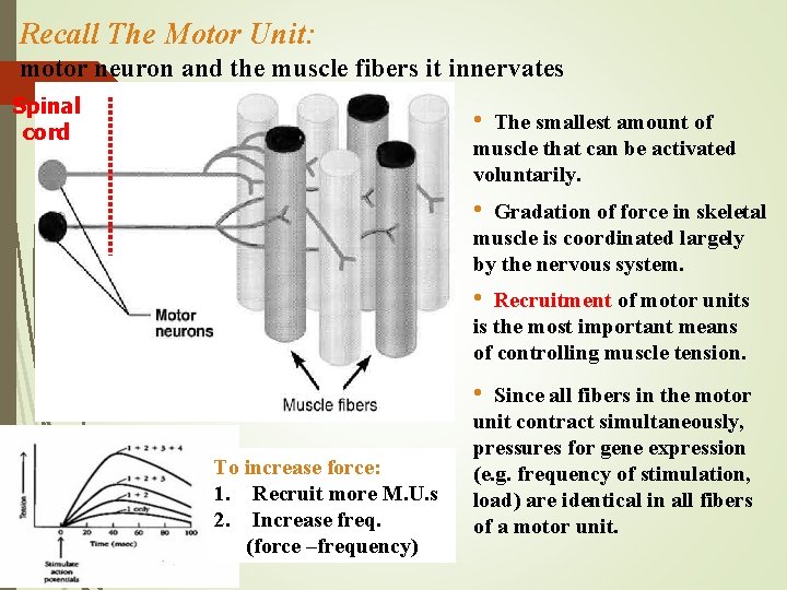 Recall The Motor Unit: motor neuron and the muscle fibers it innervates Spinal cord
