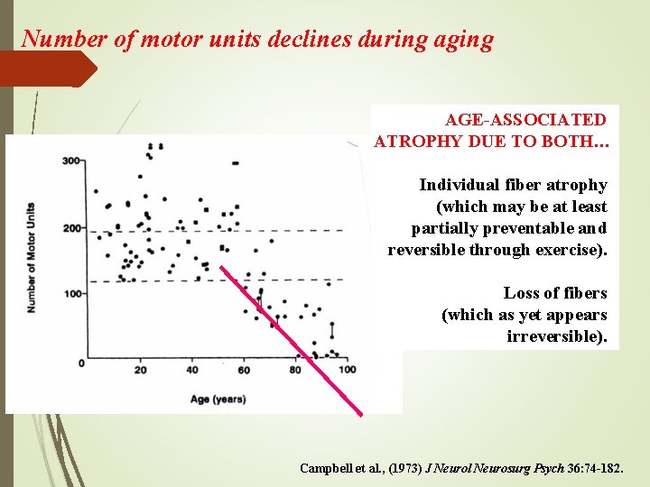 Number of motor units declines during aging AGE-ASSOCIATED ATROPHY DUE TO BOTH… Individual fiber