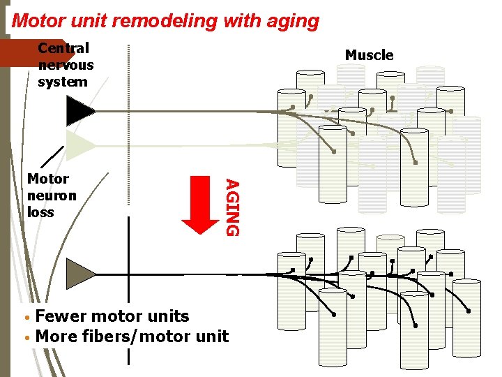 Motor unit remodeling with aging Central nervous system AGING Motor neuron loss Muscle Fewer