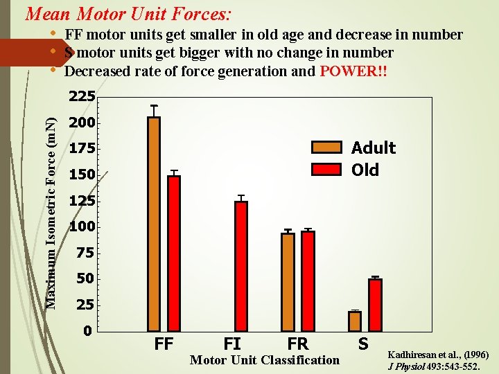 Mean Motor Unit Forces: • FF motor units get smaller in old age and