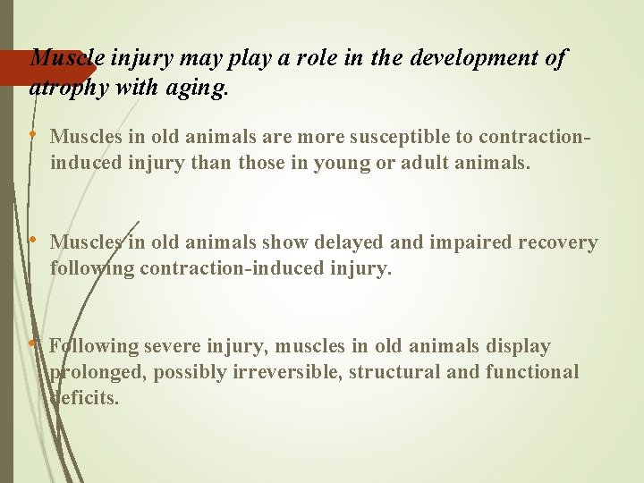 Muscle injury may play a role in the development of atrophy with aging. •