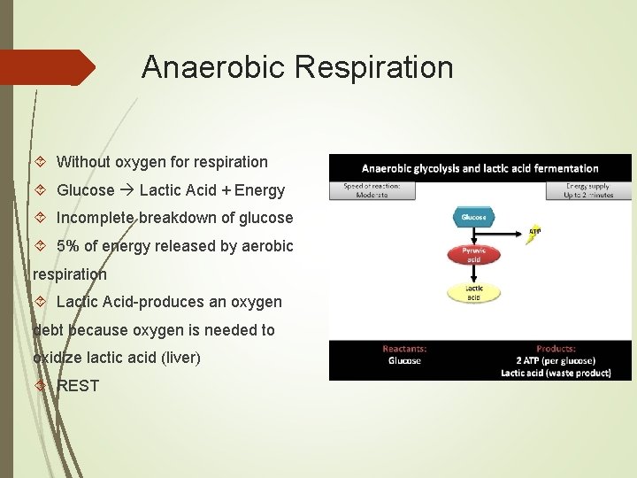 Anaerobic Respiration Without oxygen for respiration Glucose Lactic Acid + Energy Incomplete breakdown of