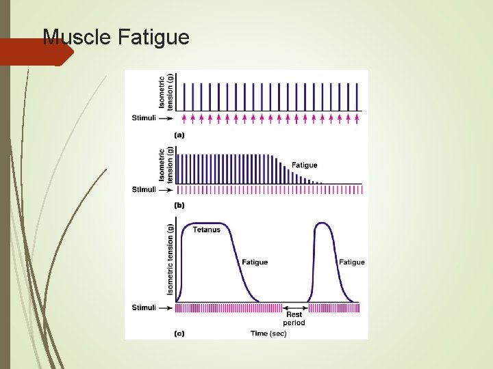 Muscle Fatigue 