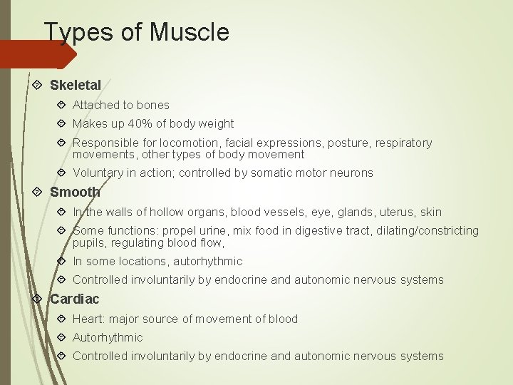 Types of Muscle Skeletal Attached to bones Makes up 40% of body weight Responsible