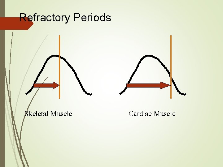 Refractory Periods Skeletal Muscle Cardiac Muscle 
