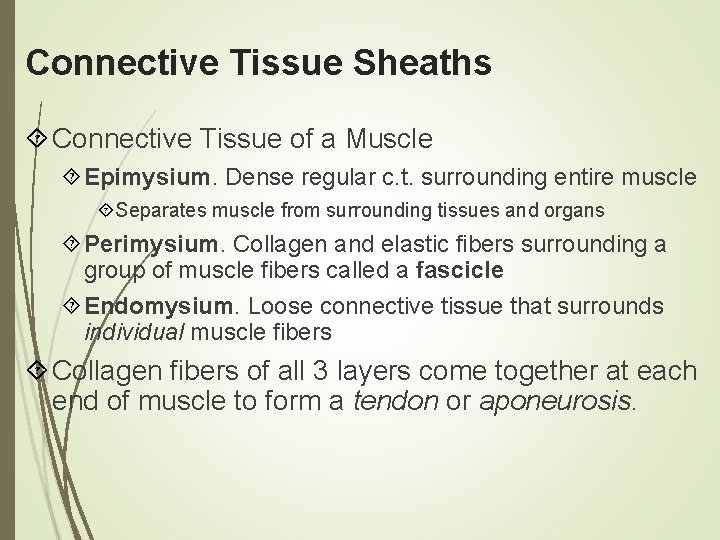Connective Tissue Sheaths Connective Tissue of a Muscle Epimysium. Dense regular c. t. surrounding