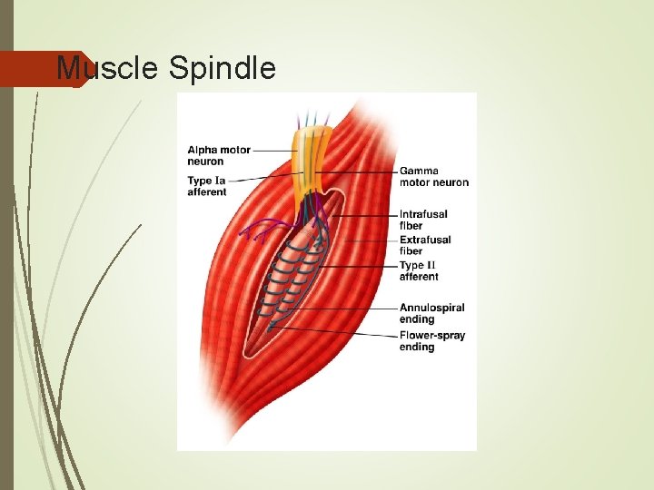 Muscle Spindle 