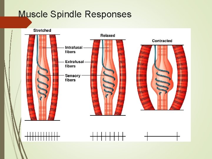 Muscle Spindle Responses 