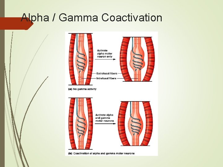 Alpha / Gamma Coactivation 