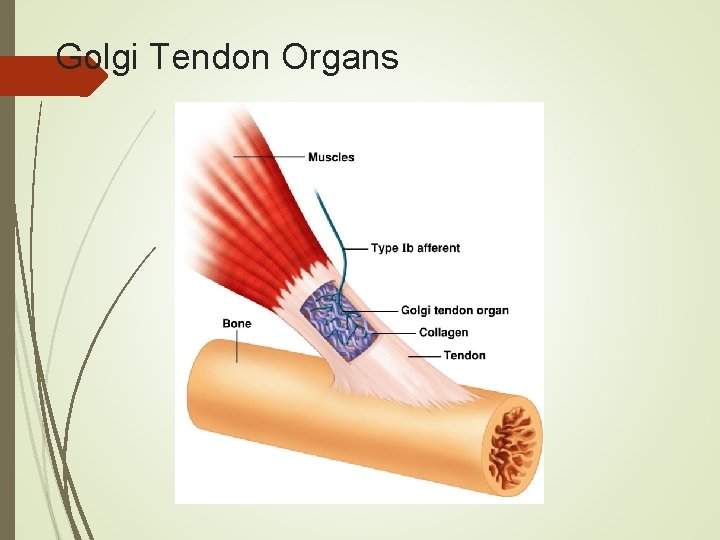 Golgi Tendon Organs 