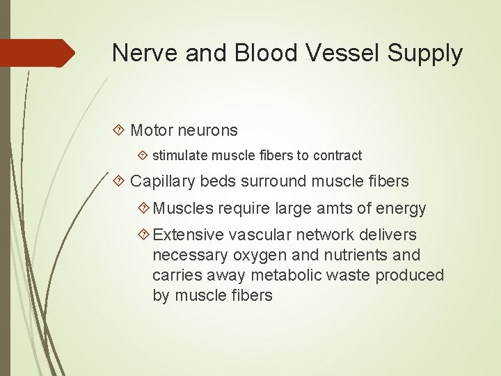 Nerve and Blood Vessel Supply Motor neurons stimulate muscle fibers to contract Capillary beds