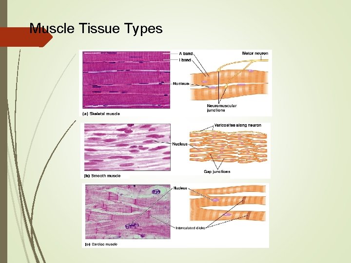 Muscle Tissue Types 