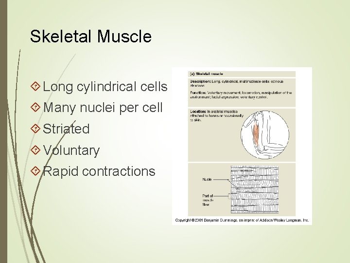Skeletal Muscle Long cylindrical cells Many nuclei per cell Striated Voluntary Rapid contractions 