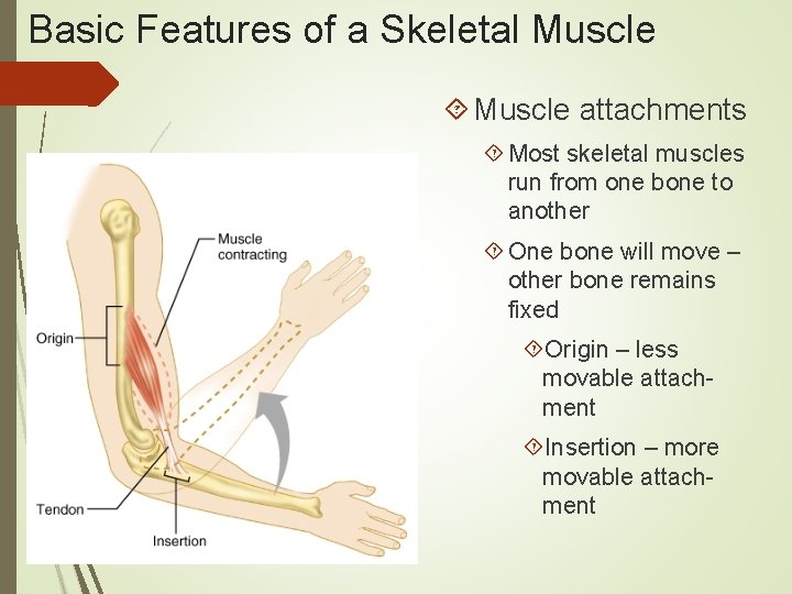 Basic Features of a Skeletal Muscle attachments Most skeletal muscles run from one bone