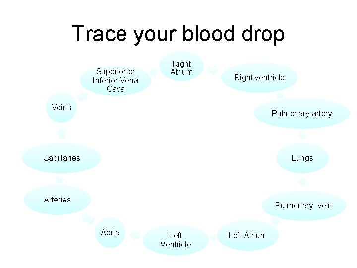 Trace your blood drop Superior or Inferior Vena Cava Right Atrium Right ventricle Veins