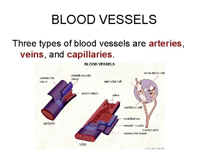 BLOOD VESSELS Three types of blood vessels are arteries, veins, and capillaries. 