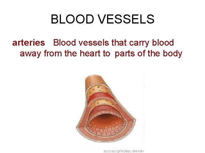 BLOOD VESSELS arteries Blood vessels that carry blood away from the heart to parts BLOOD VESSELS arteries Blood vessels that carry blood away from the heart to parts