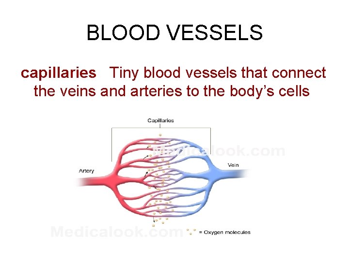 BLOOD VESSELS capillaries Tiny blood vessels that connect the veins and arteries to the BLOOD VESSELS capillaries Tiny blood vessels that connect the veins and arteries to the