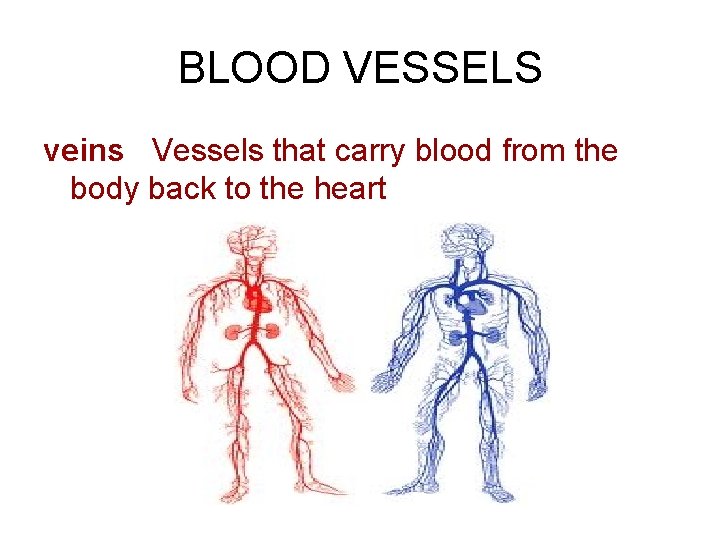 BLOOD VESSELS veins Vessels that carry blood from the body back to the heart