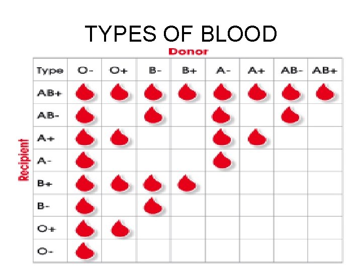 TYPES OF BLOOD  TYPES OF BLOOD