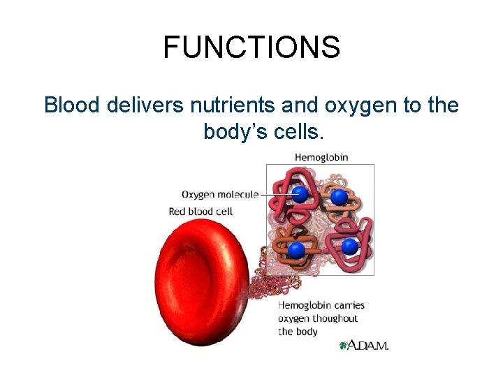 FUNCTIONS Blood delivers nutrients and oxygen to the body’s cells. 