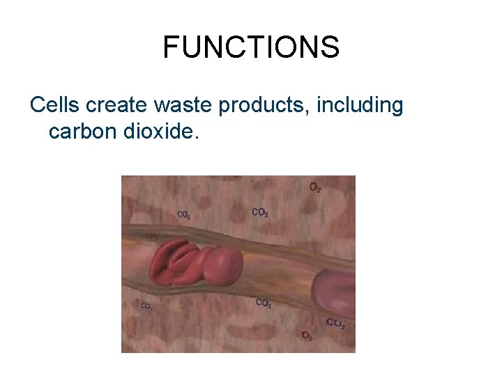 FUNCTIONS Cells create waste products, including carbon dioxide.  FUNCTIONS Cells create waste products, including carbon dioxide.