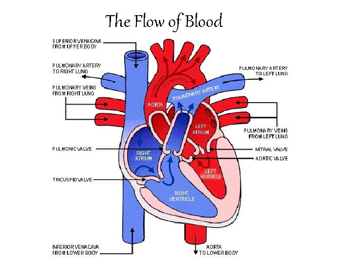 The Flow of Blood  The Flow of Blood