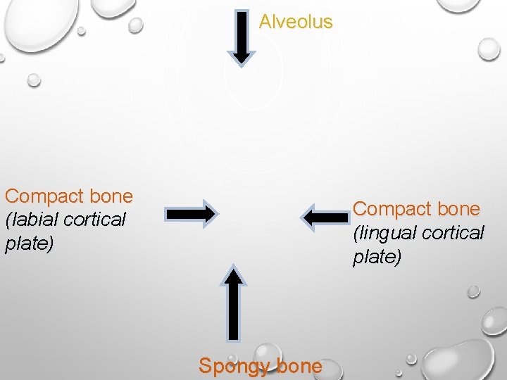 Alveolus Compact bone (labial cortical plate) Compact bone (lingual cortical plate) Spongy bone 