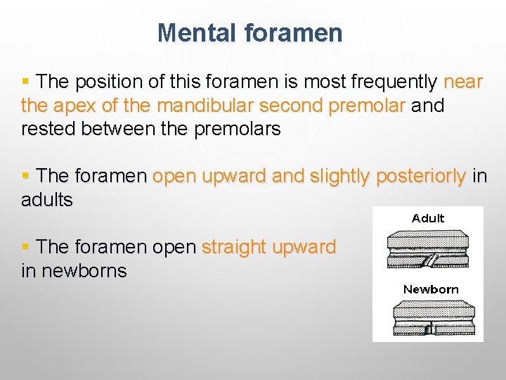 Mental foramen § The position of this foramen is most frequently near the apex