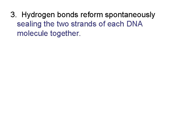 3. Hydrogen bonds reform spontaneously sealing the two strands of each DNA molecule together.
