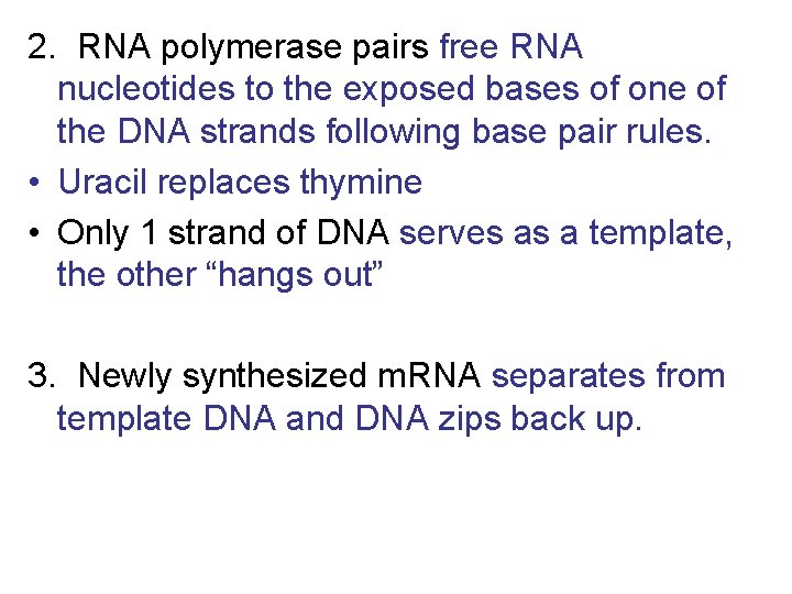 2. RNA polymerase pairs free RNA nucleotides to the exposed bases of one of