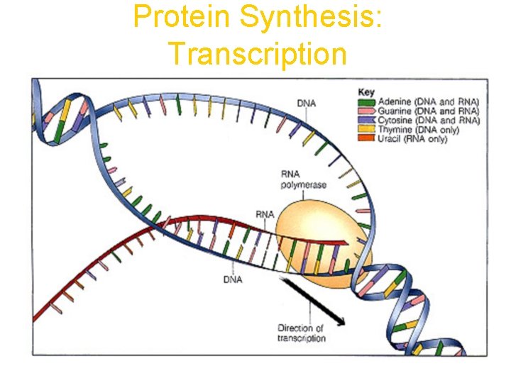 Protein Synthesis: Transcription 