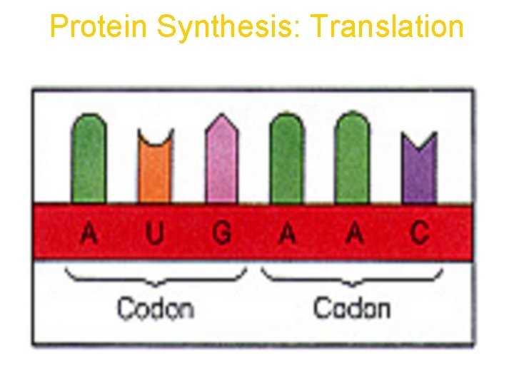 Protein Synthesis: Translation 