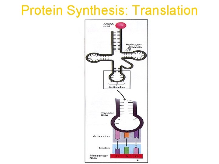Protein Synthesis: Translation 