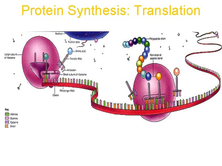 Protein Synthesis: Translation 