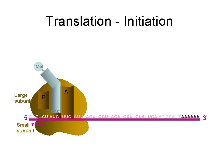 Translation - Initiation f. Met Large subunit E P A UAC 5’GAG. . .