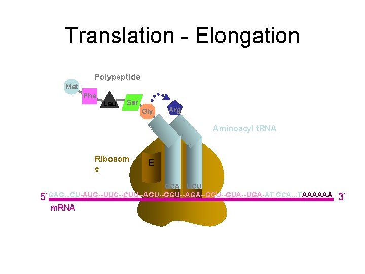 Translation - Elongation Polypeptide Met Phe Leu Ser Gly Arg Aminoacyl t. RNA Ribosom